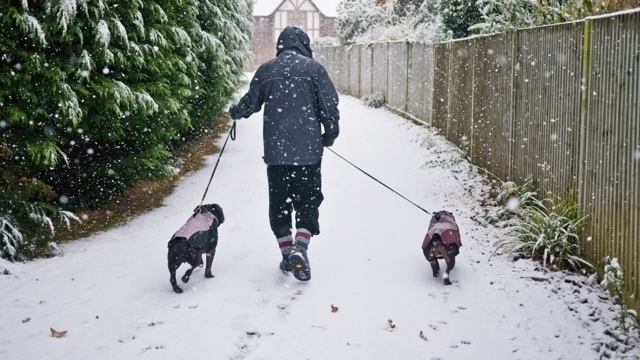 Winter Wonderland Walks: Tips for Cold-Weather Dog Walking