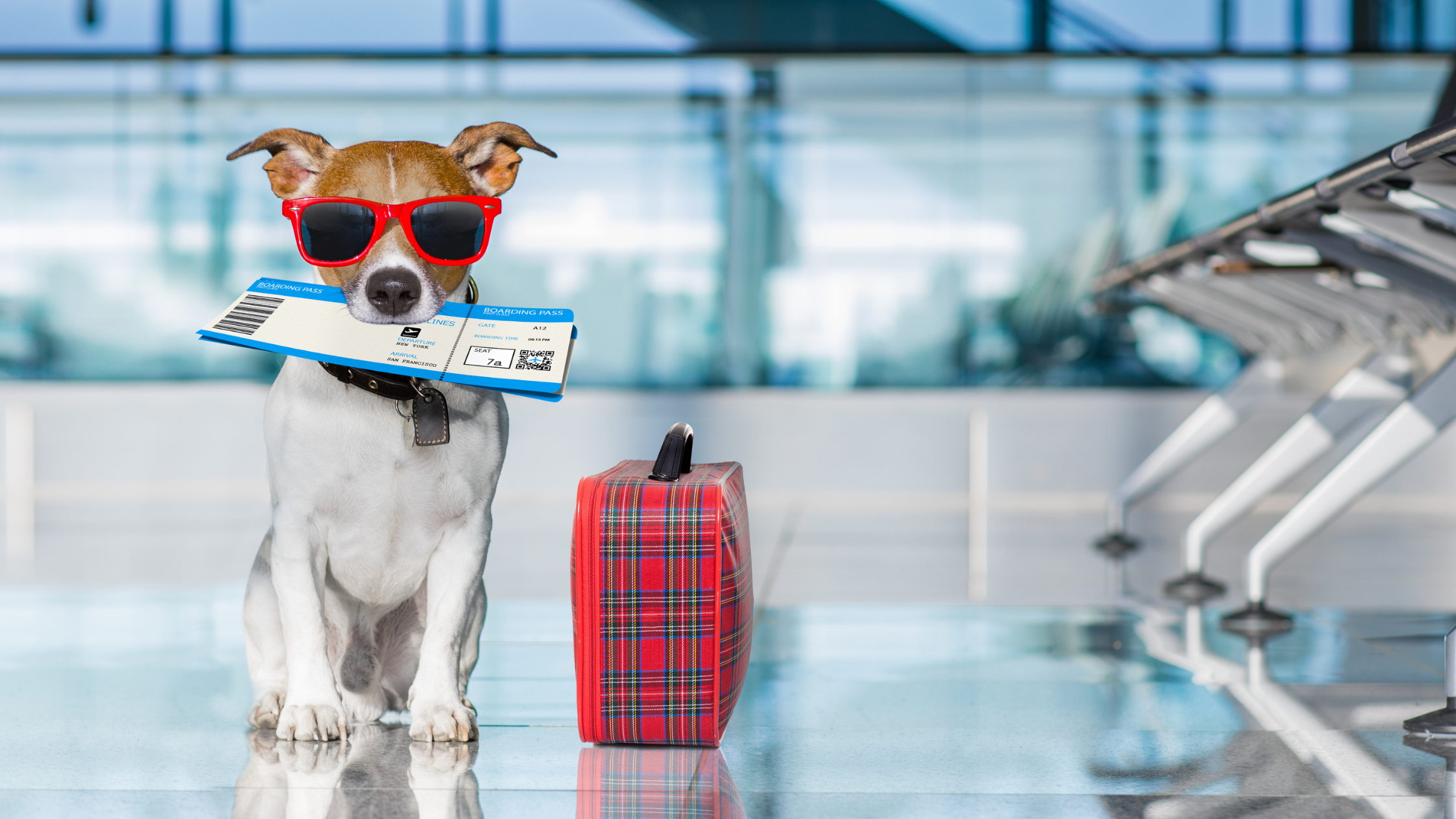 Paws and Planes: Adventures in Pet-Friendly Travel