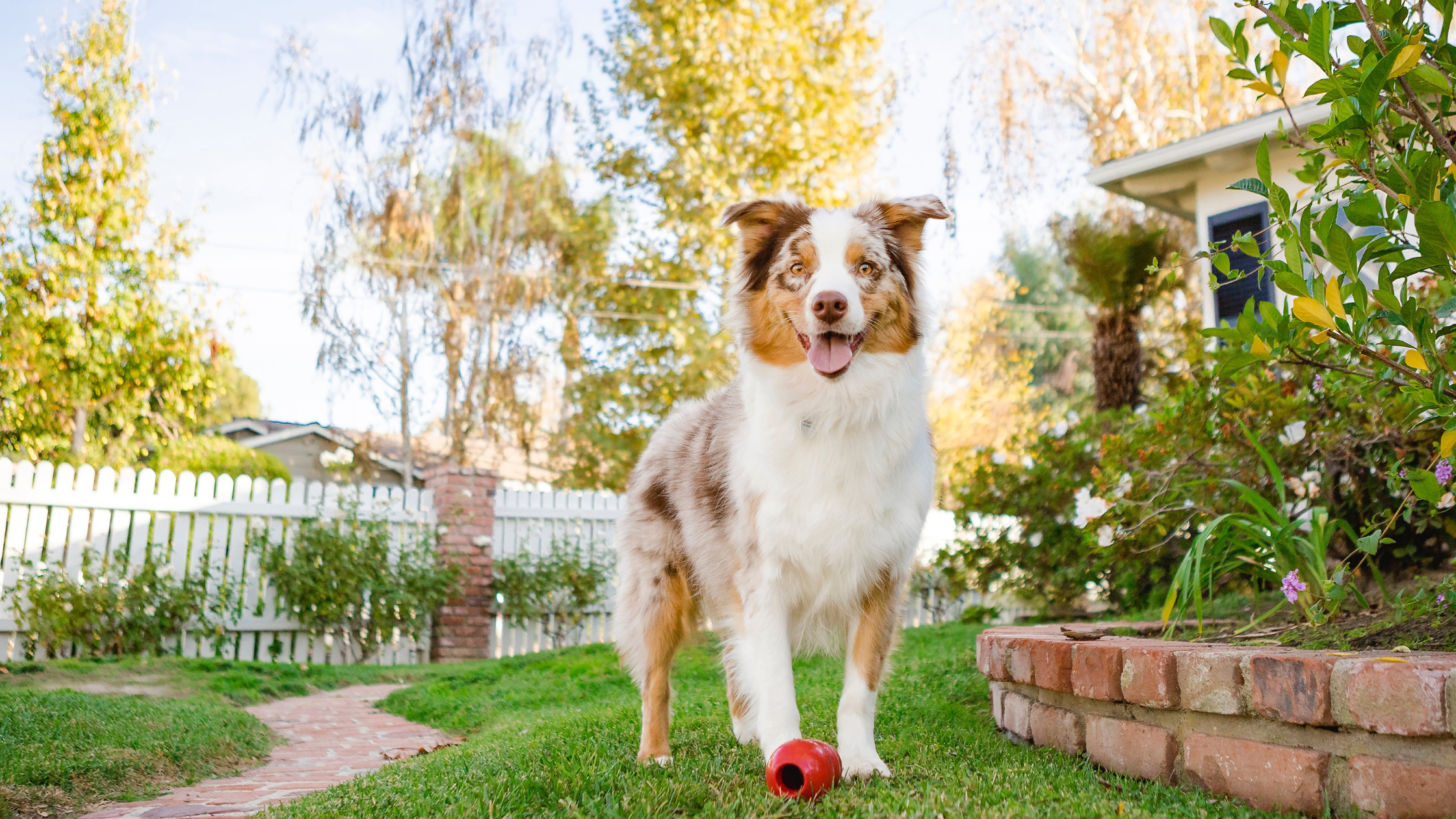 Pet-Proofing Your Garden: Creating a Safe Outdoor Haven