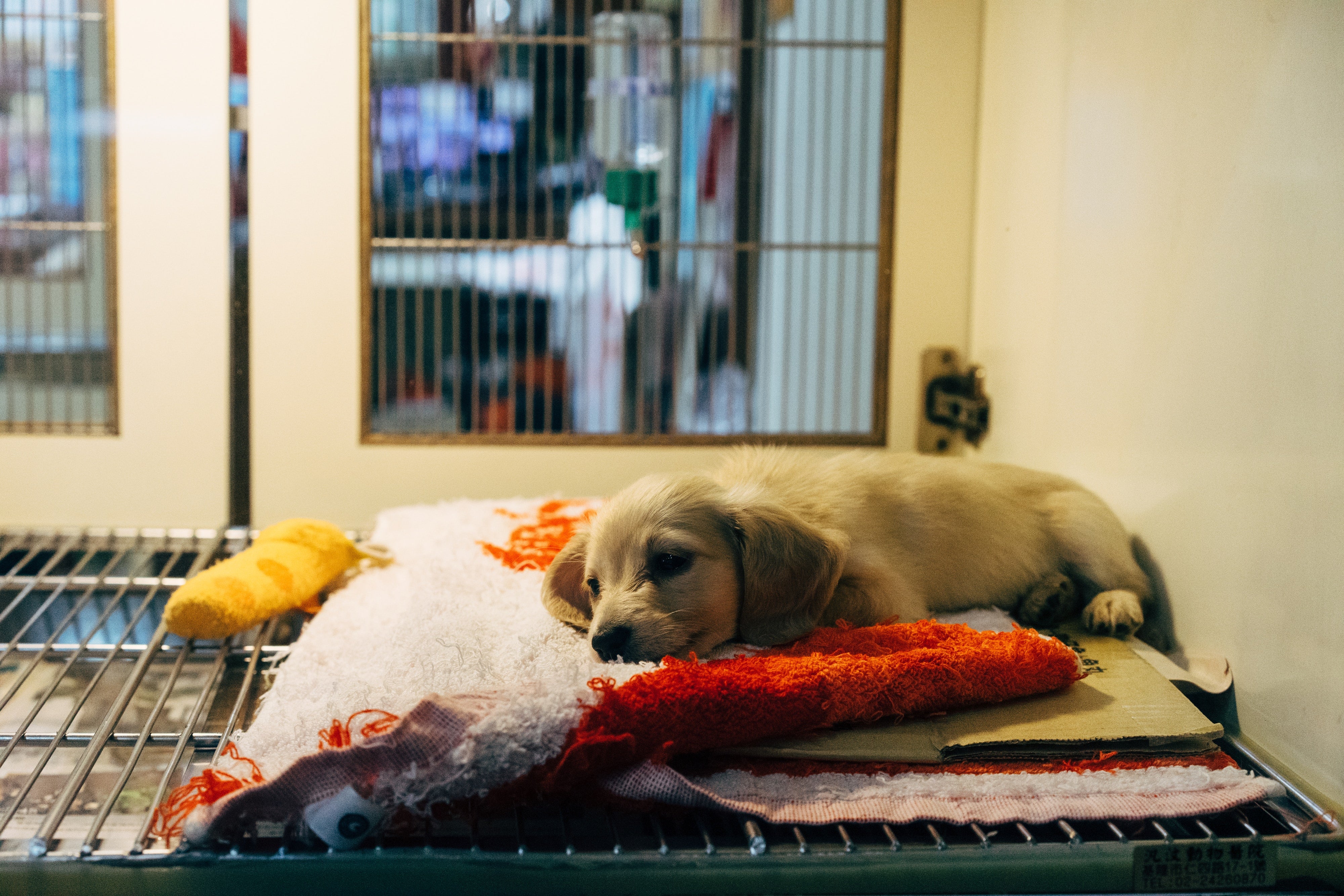 Equipment for pet shelters rescues kennels crates grooming more