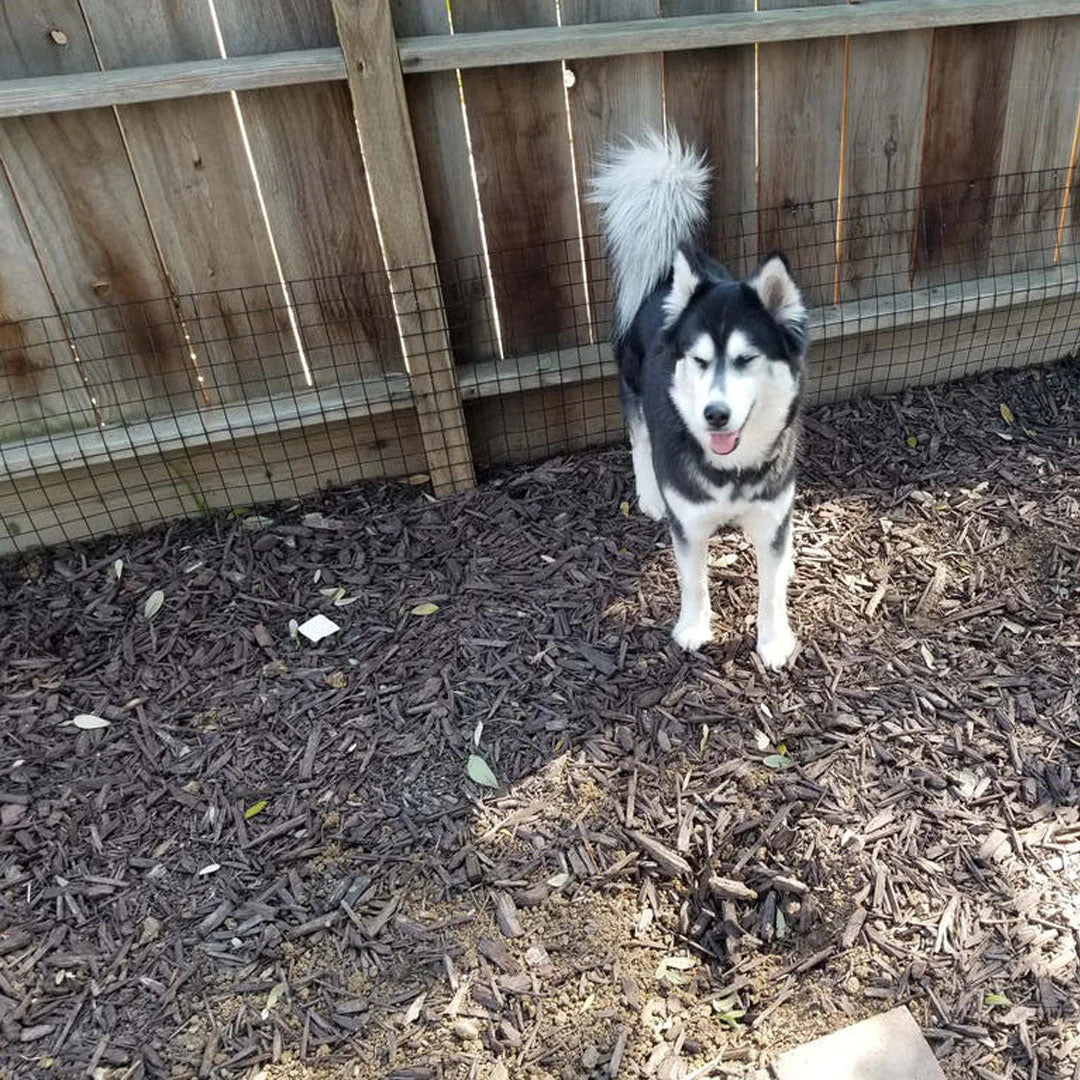 Keep dog from going under fence deals