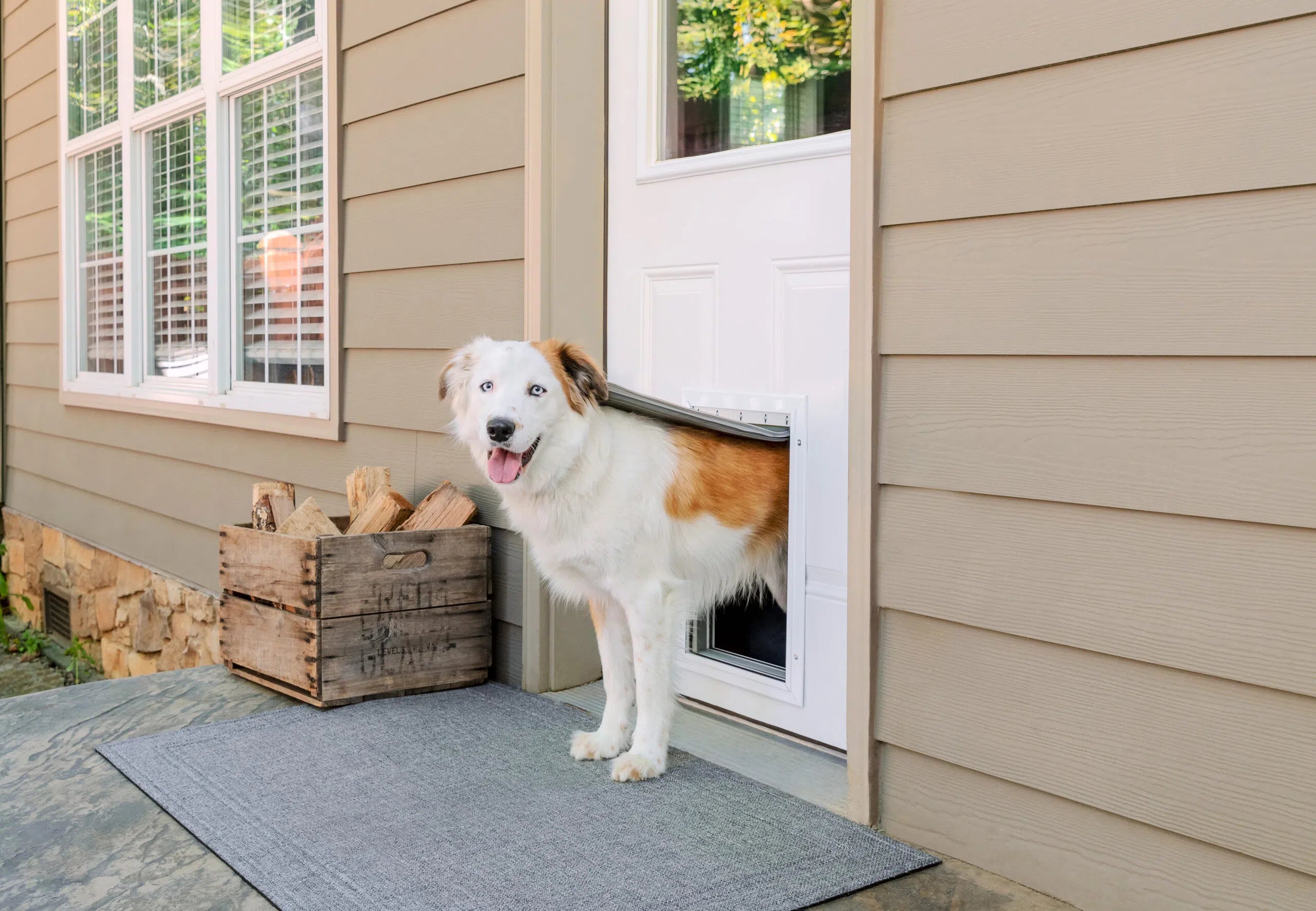 Pet Door Sizing and Measurement Guide