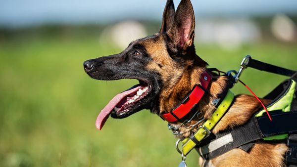 Choosing the Right Training Collar for Your Dog: Pros and Cons