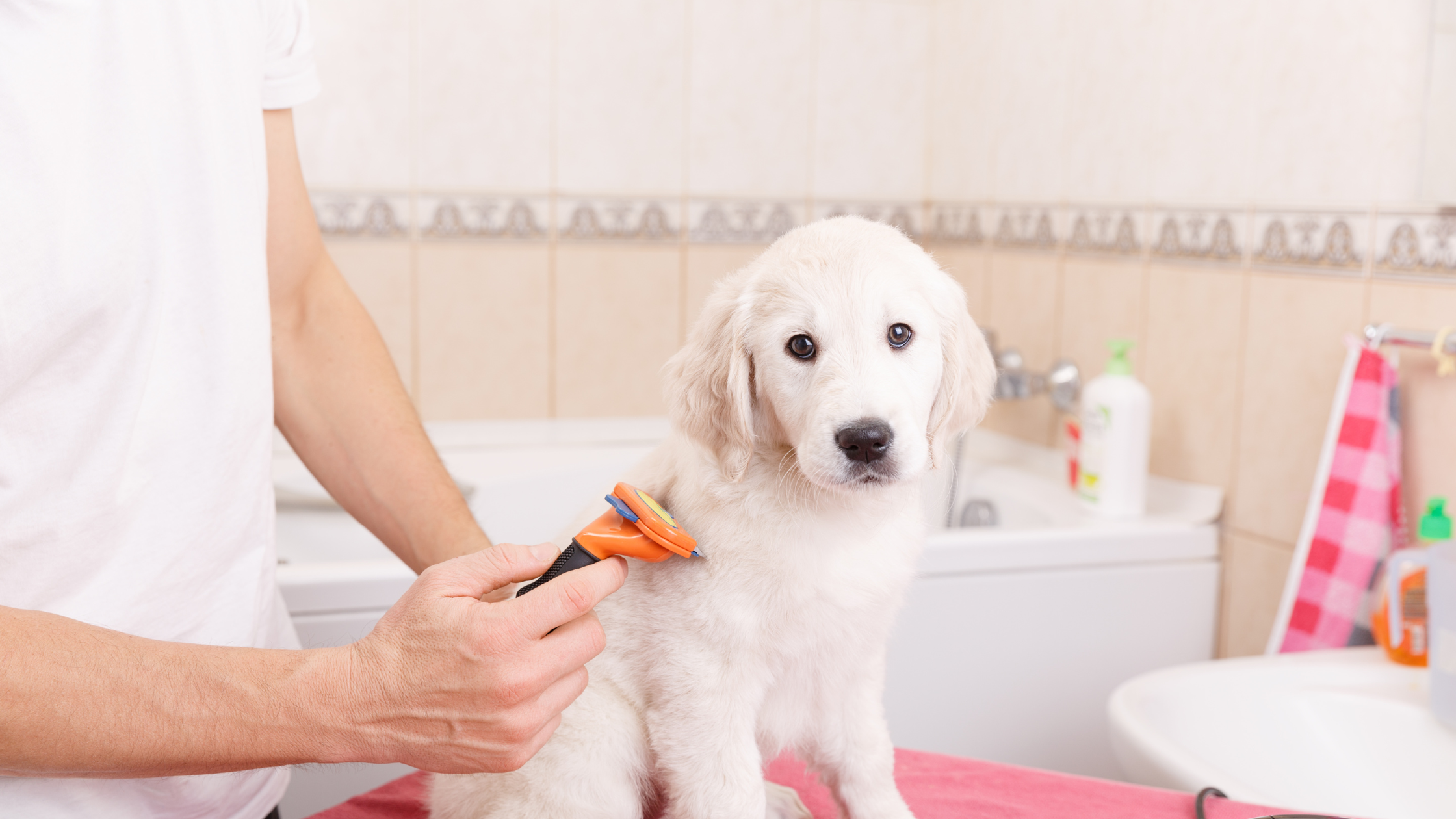 Top 10 Must-Have Grooming Tools for Pet Owners