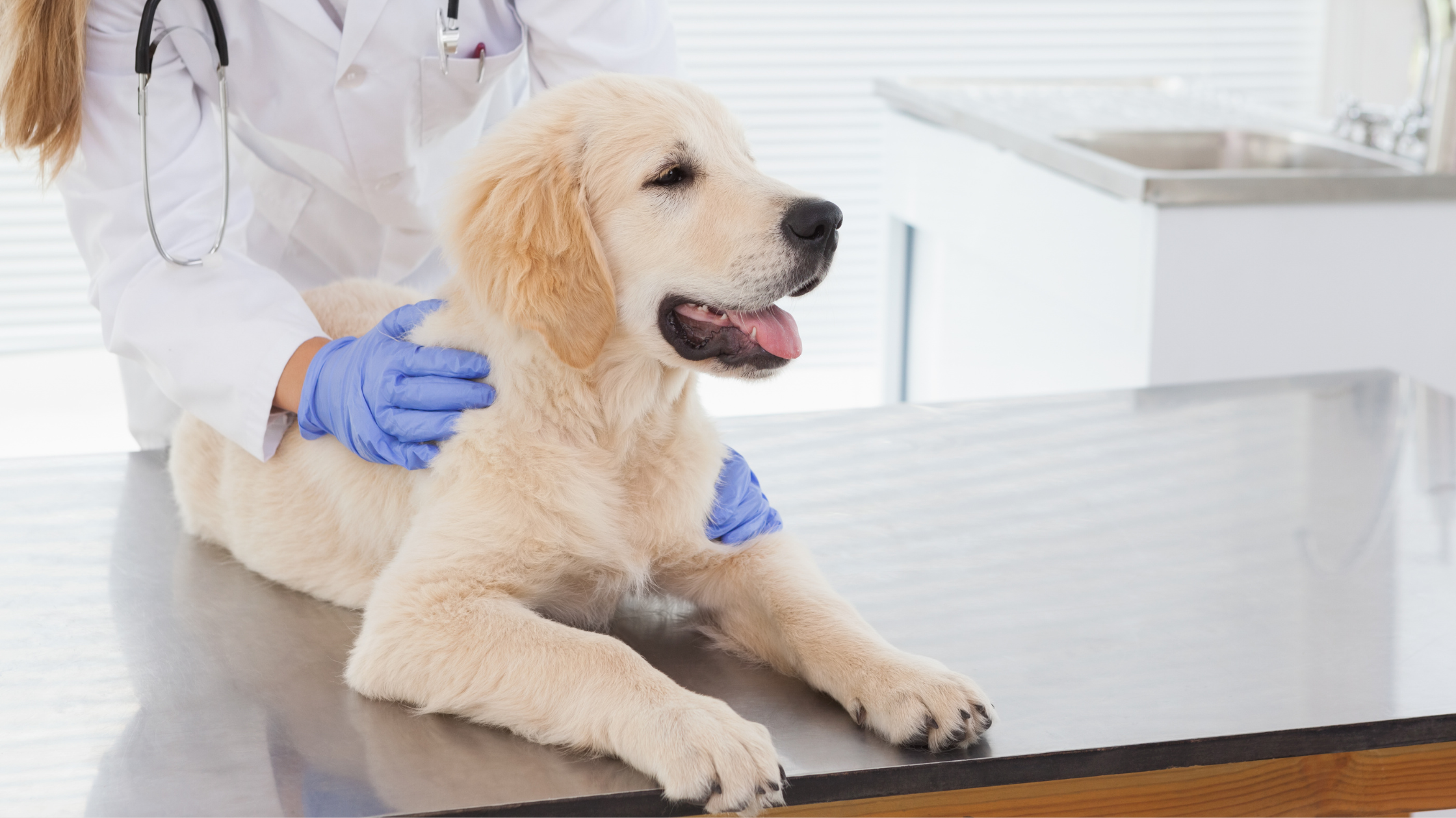Pet Health & Wellness: The Essential Role of Regular Vet Checkups and Supplies