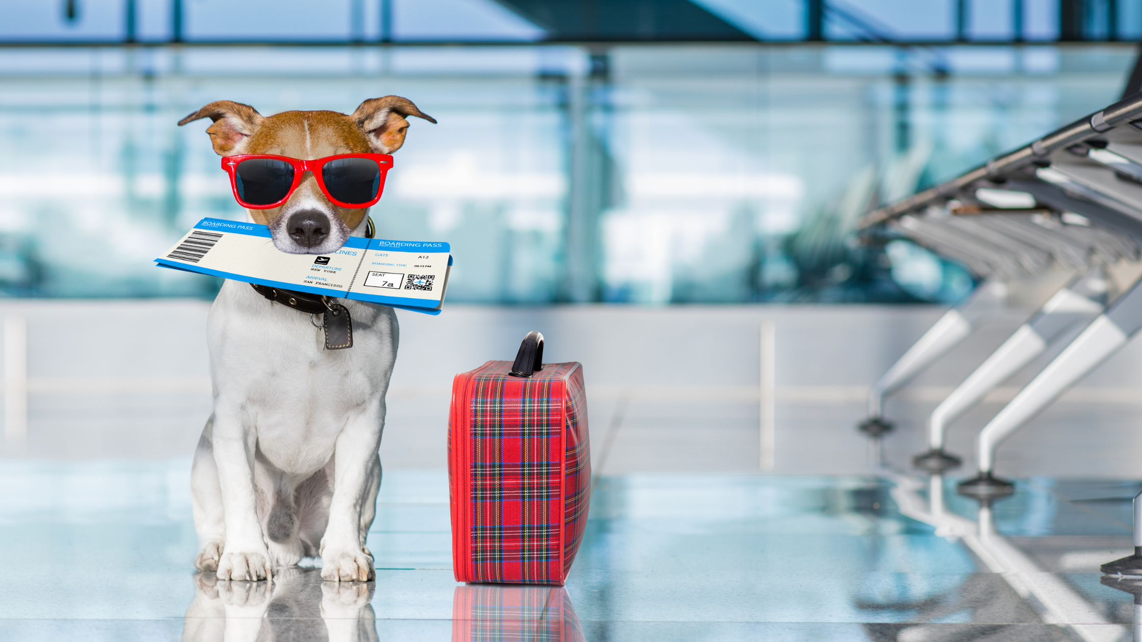 Pet-Friendly Travel Destinations: Exploring the World with Your Best Friend