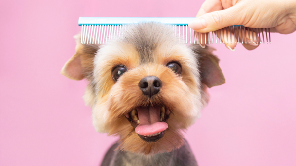 The Art of Pet Hairstyling