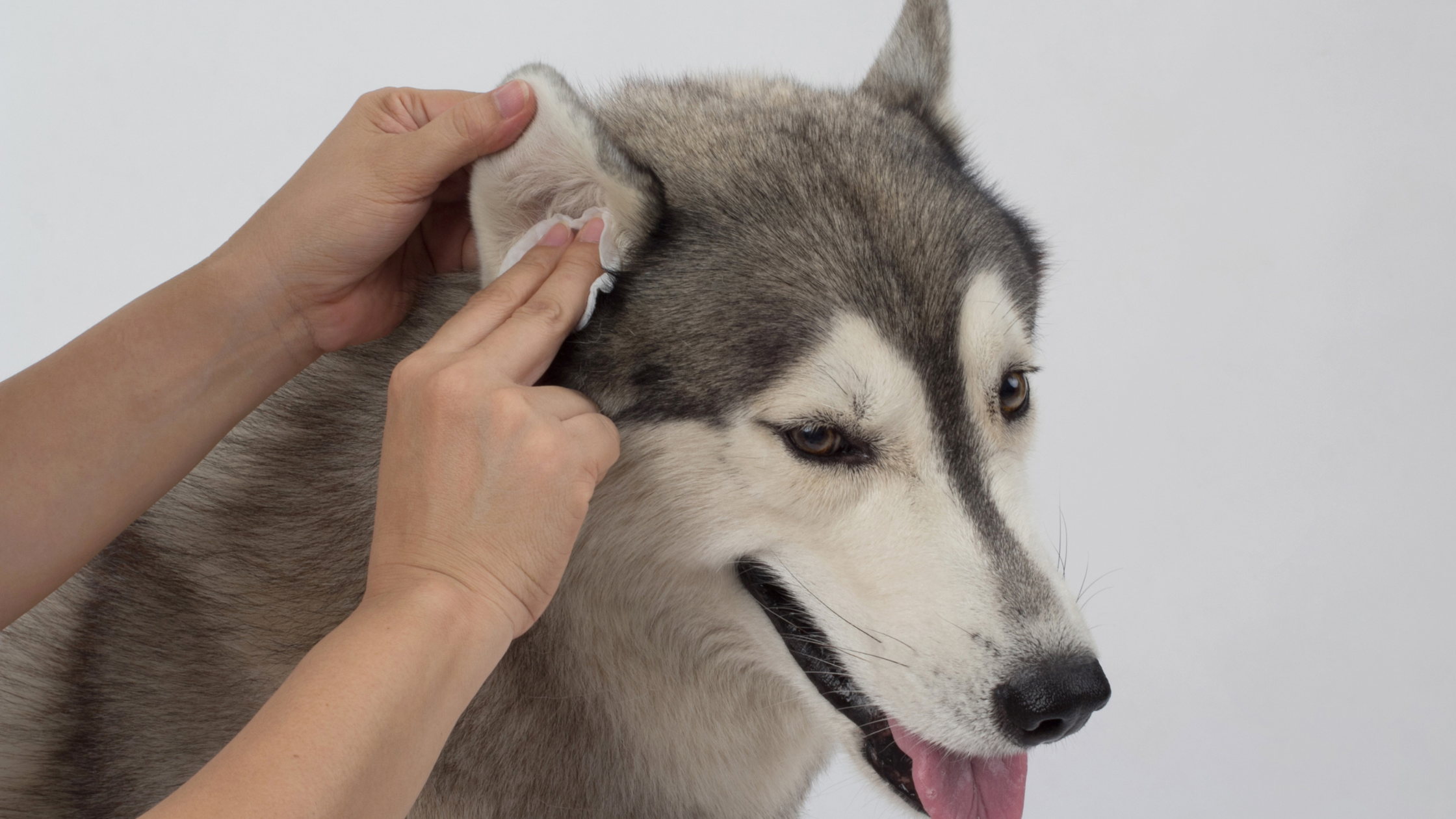 Ensuring the Safety of Your Canine Clients During Grooming Sessions