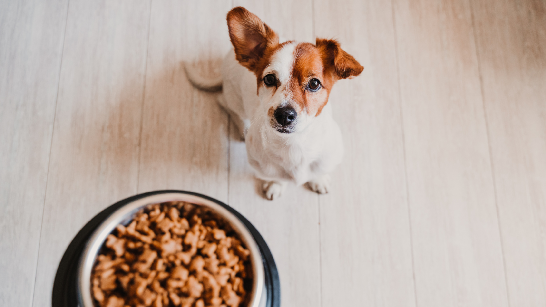 The Best Dog Food for Small Dogs of 2023: Expert Advice from Veterinarians