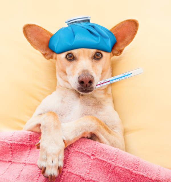Pet Thermometers: The Importance of Choosing the Right One