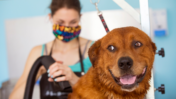 The Benefits of Using Professional-Grade Pet Dryers in Grooming