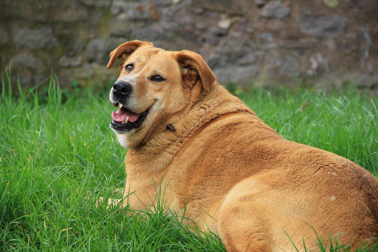Canine Obesity and Weight Loss Tips