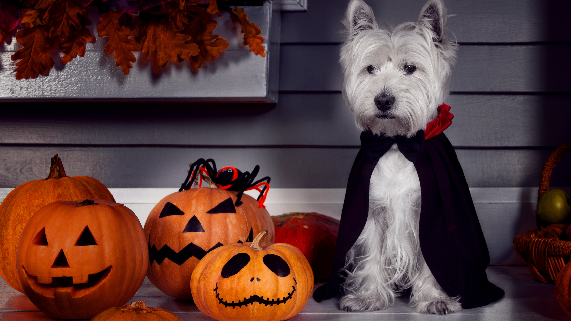 Halloween Pet Costumes: Spooktacular Picks and DIY Ideas