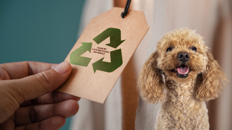 Pet Products Sustainably: The Rise of Recyclable Dog Bedding
