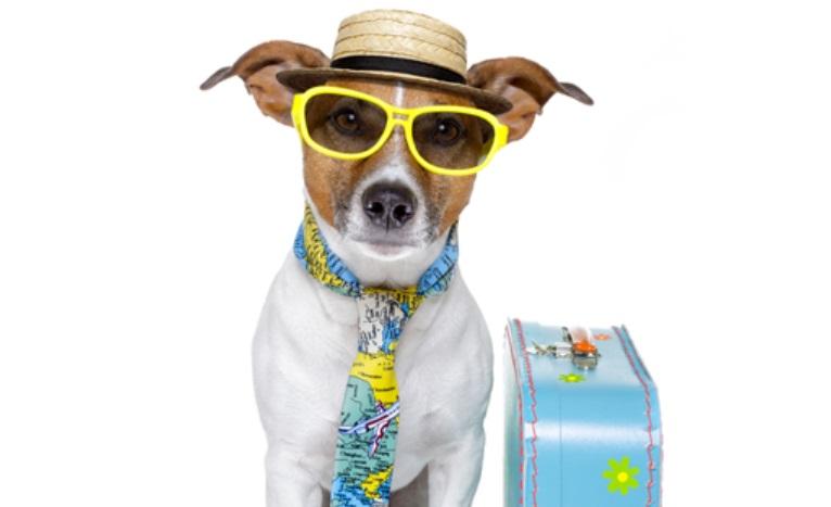 dog travel accessories