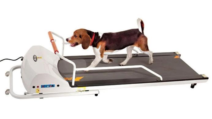 Dog treadmills and treadwheels at Pet Pro Supply Co.!