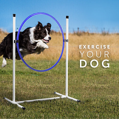 Better Sporting Dogs 7 Piece Deluxe Dog Agility Equipment Set