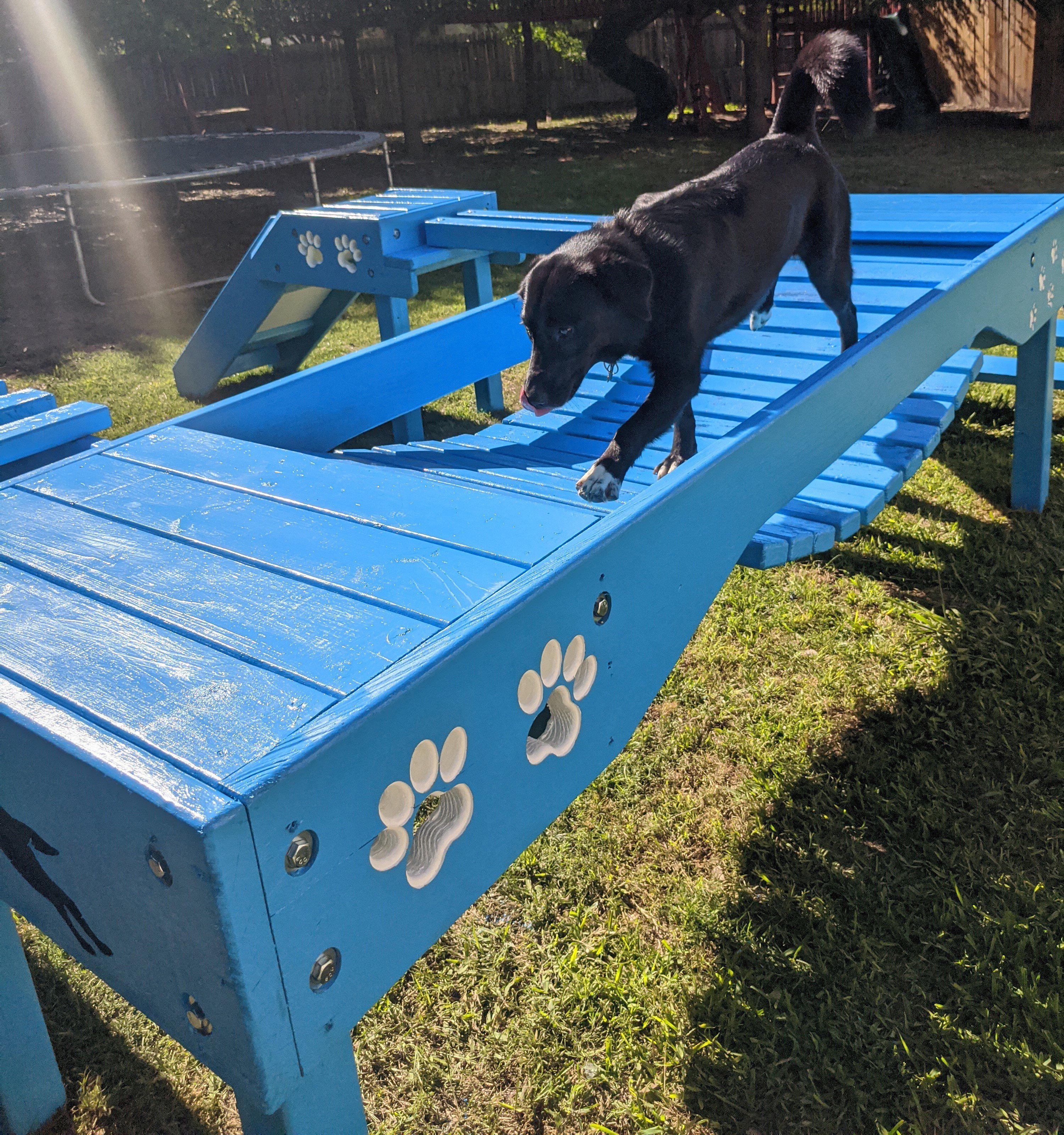 Puppy Scapes Agility Confidence course