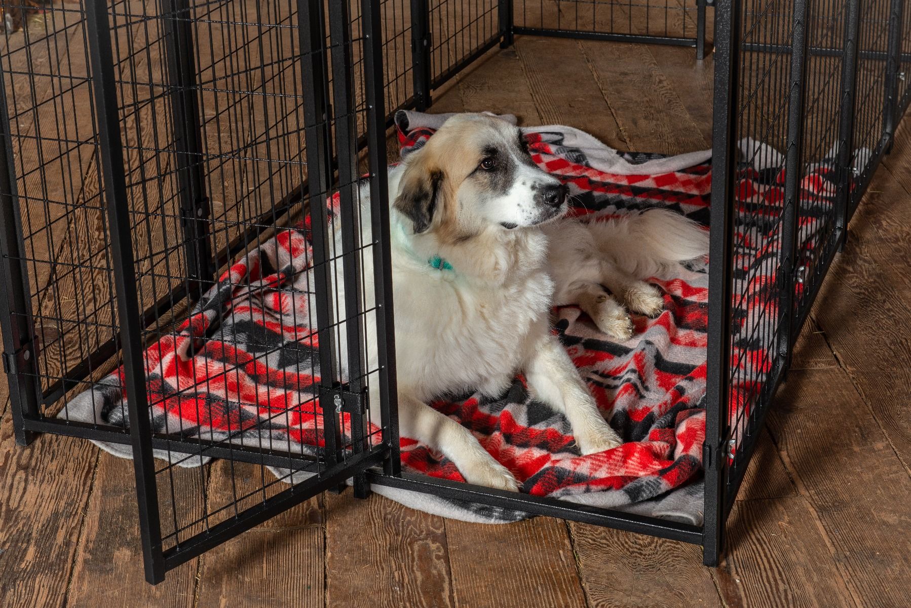 Clipper 4 orders dog crate