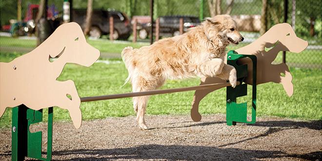 Expert Bark Park Obstacle Course