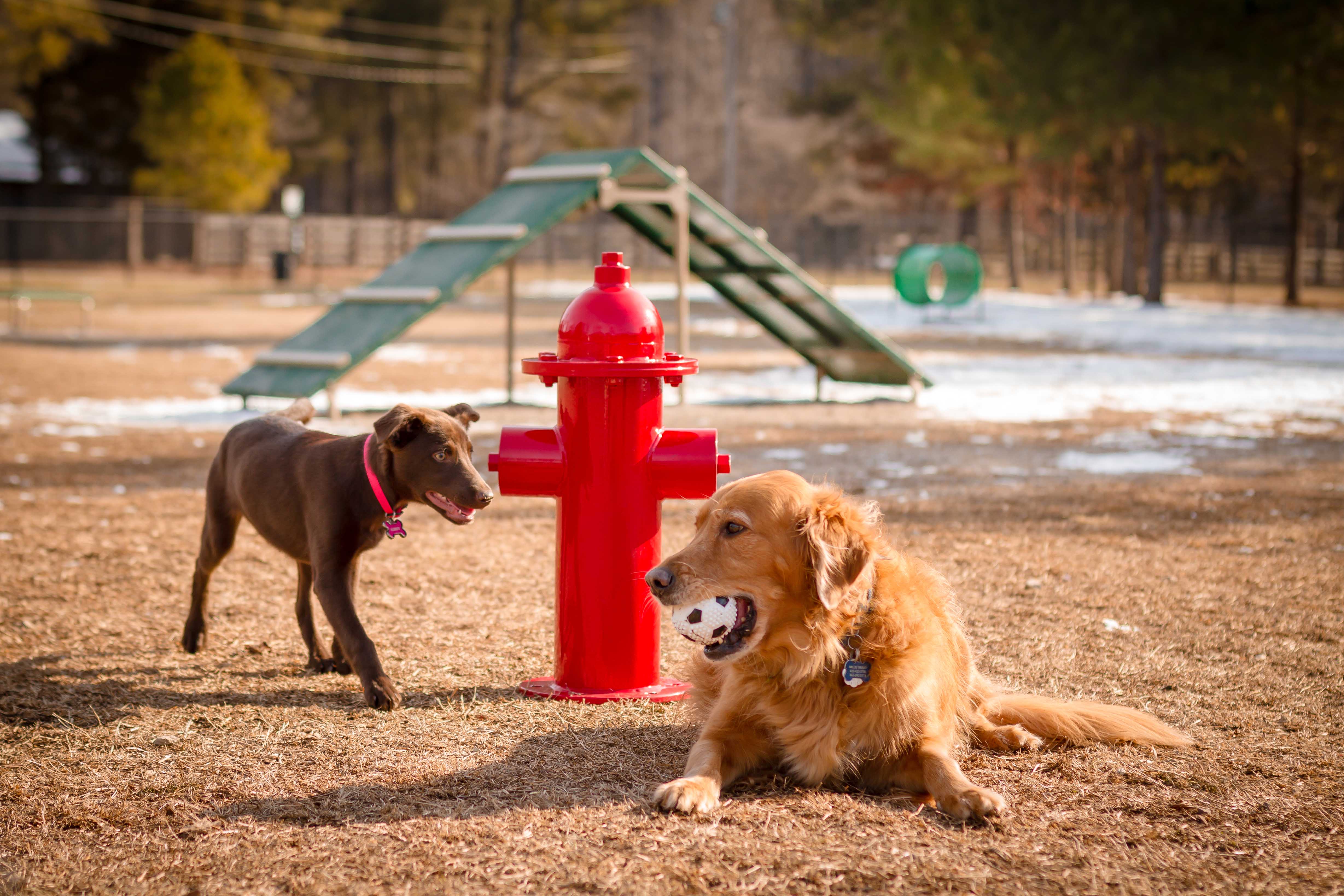 BarkPark by UltraSite Fire Hydrant