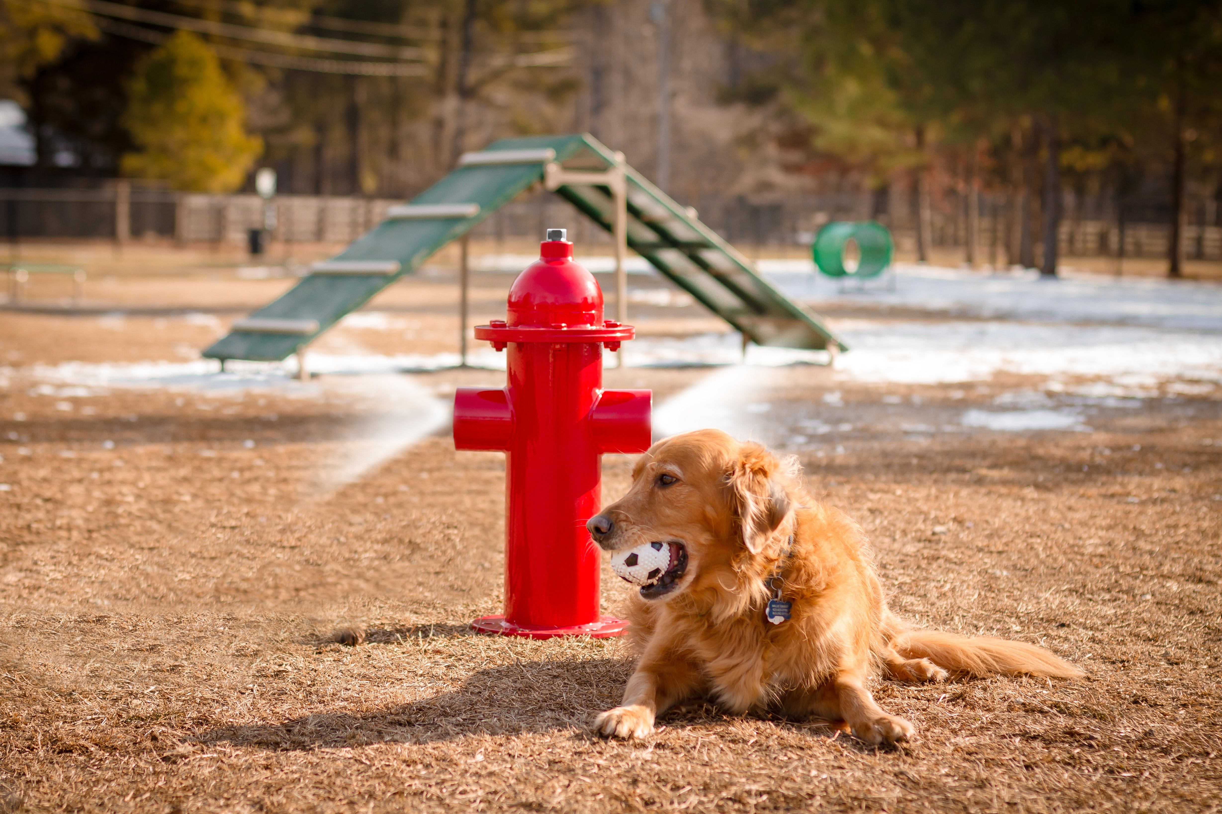 BarkPark by UltraSite Misting Fire Hydrant