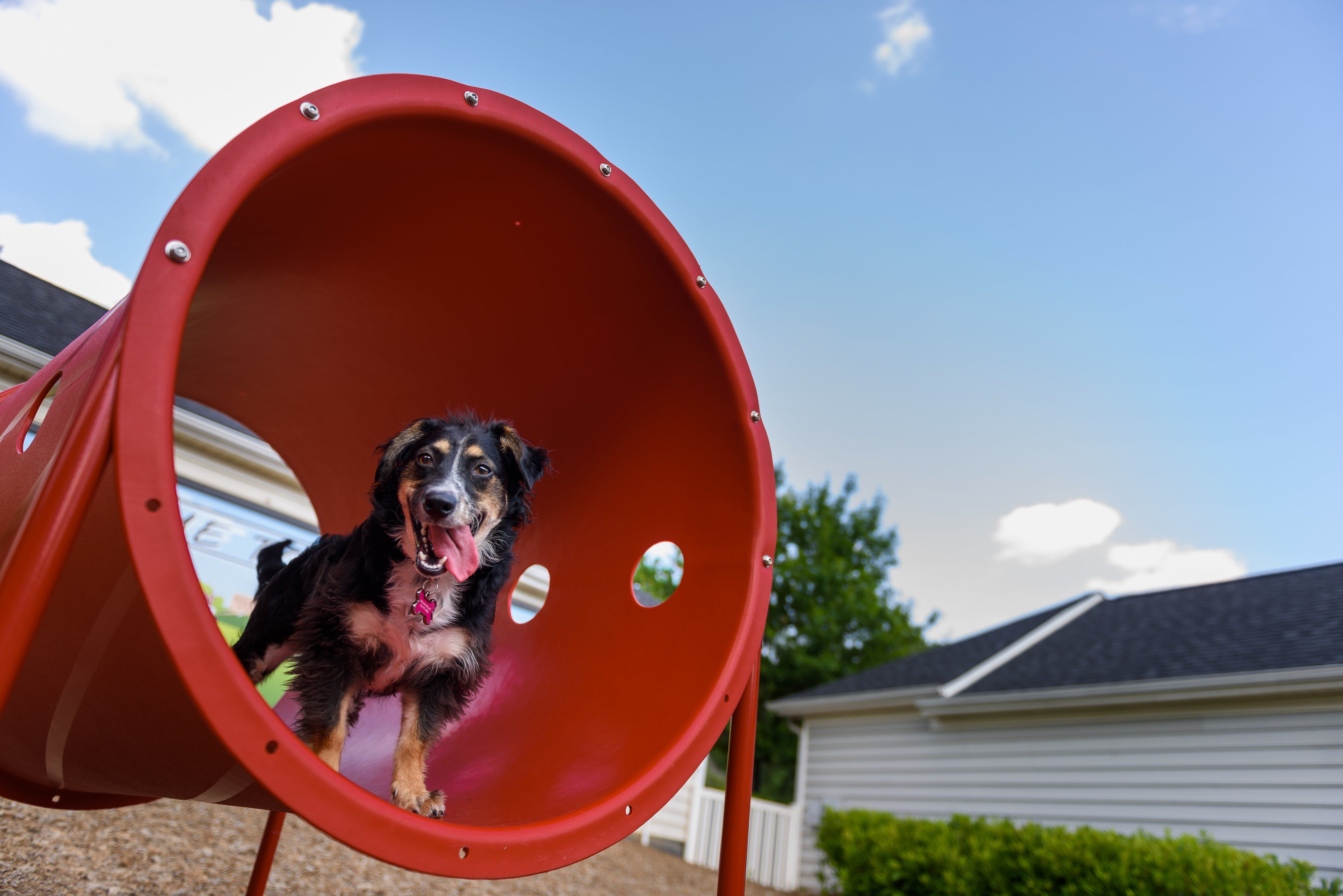 Novice Dog Park