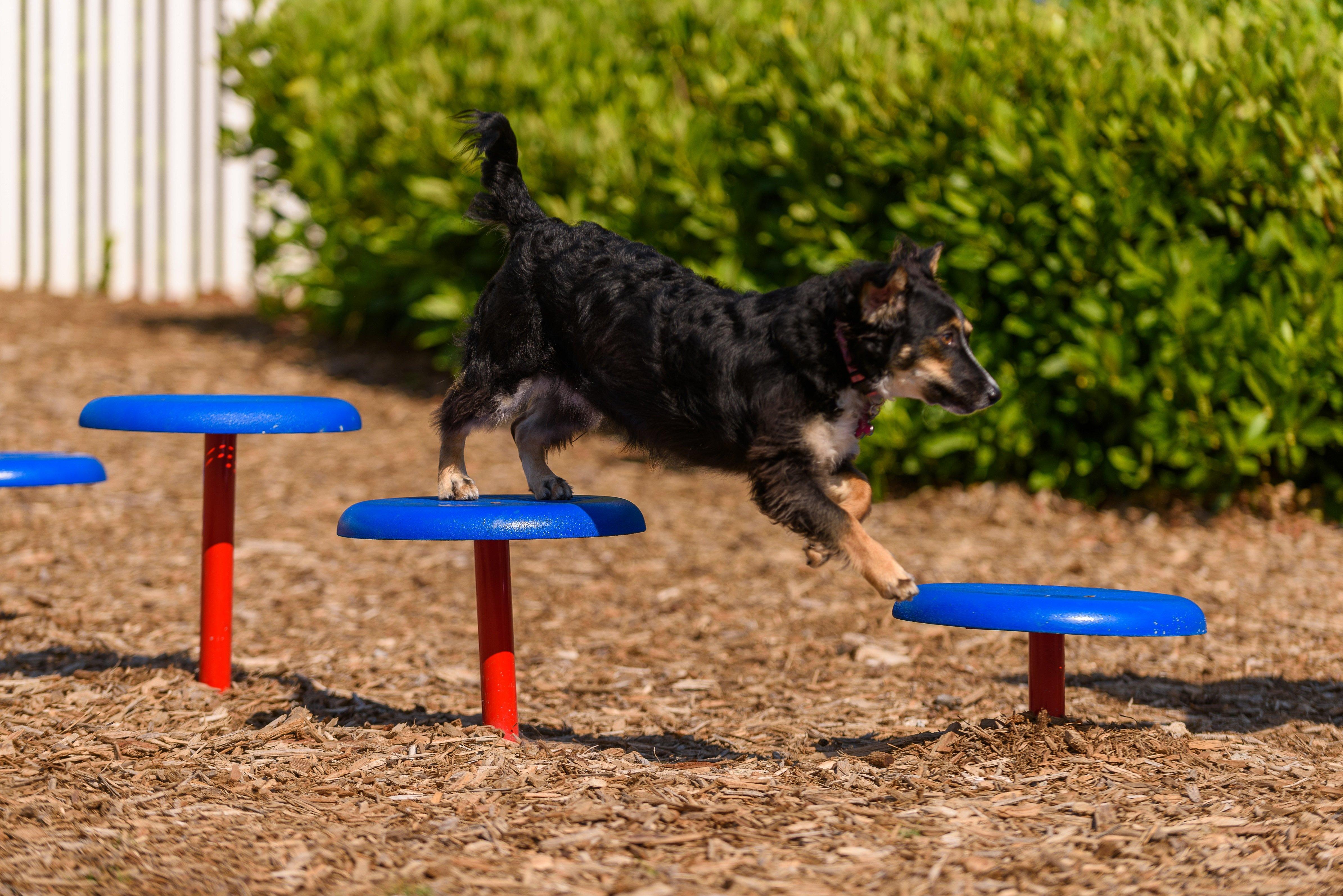 BarkPark by Ultrasite Small Dog Park Kit