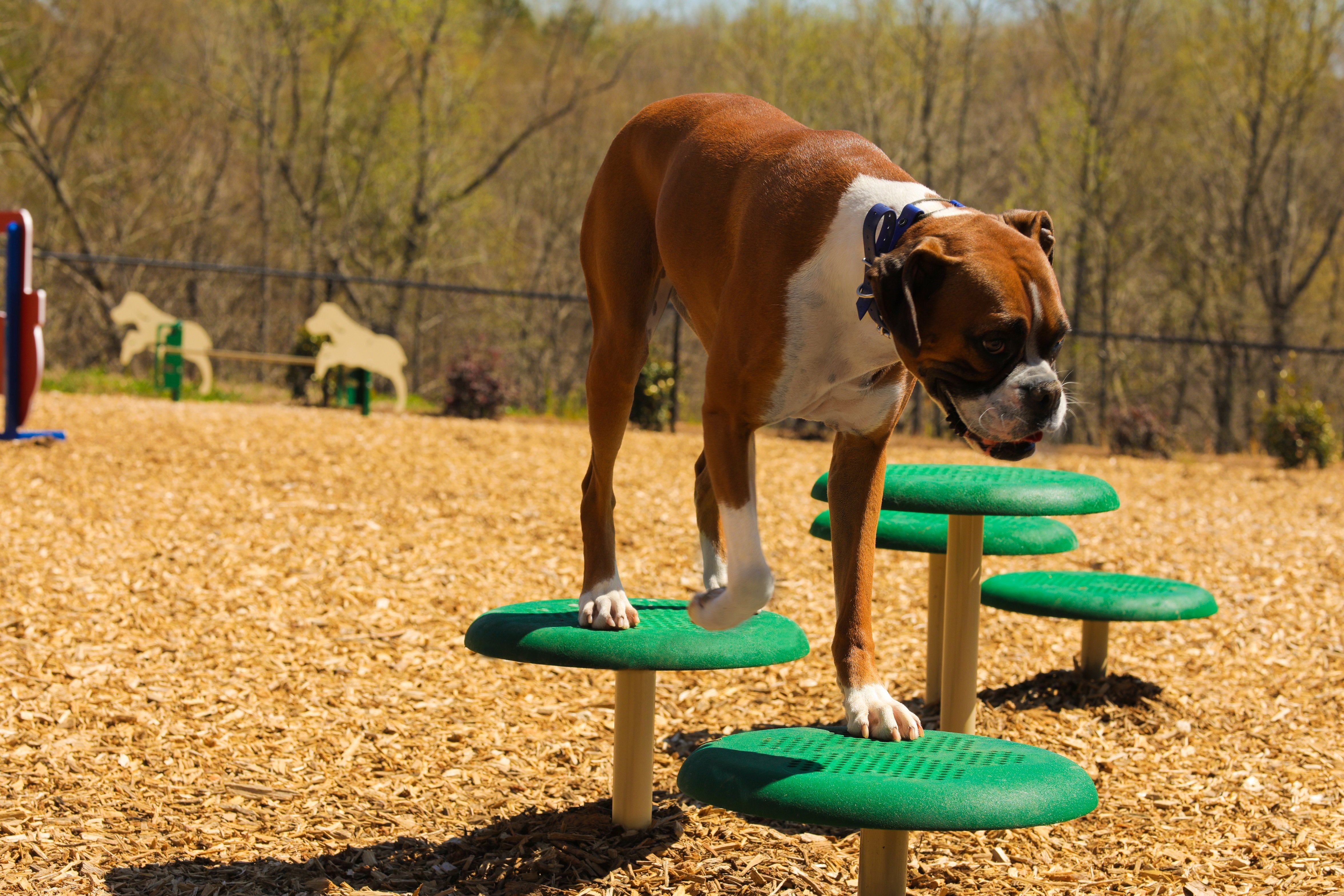 BarkPark Recycled Small Dog Course