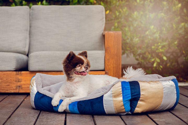 Petique Golden Waves Reversible Pet Bed