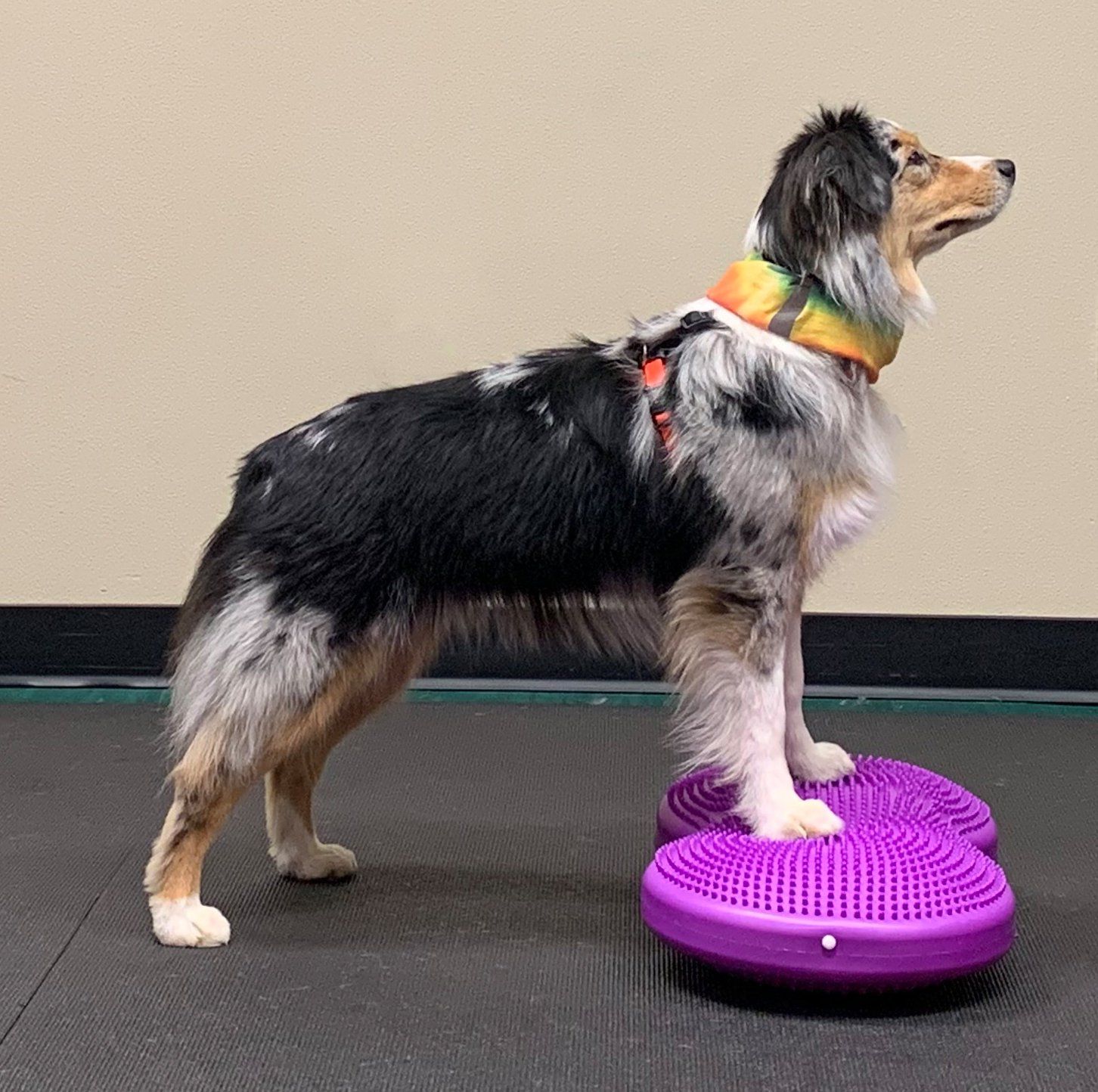 FitPAWS Flexiness TwinDisc