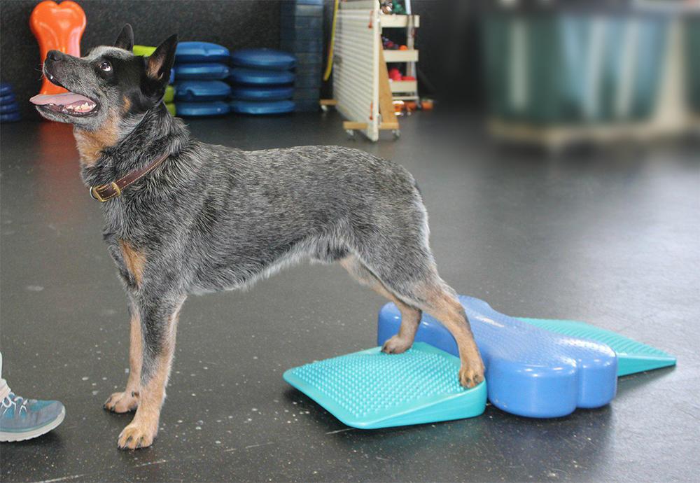FitPAWS Ramp Up To Fall Canine Fitness Kit
