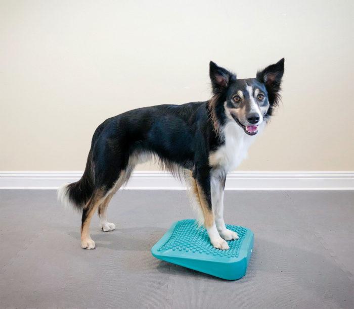 FitPAWS Ramp Up To Fall Canine Fitness Kit