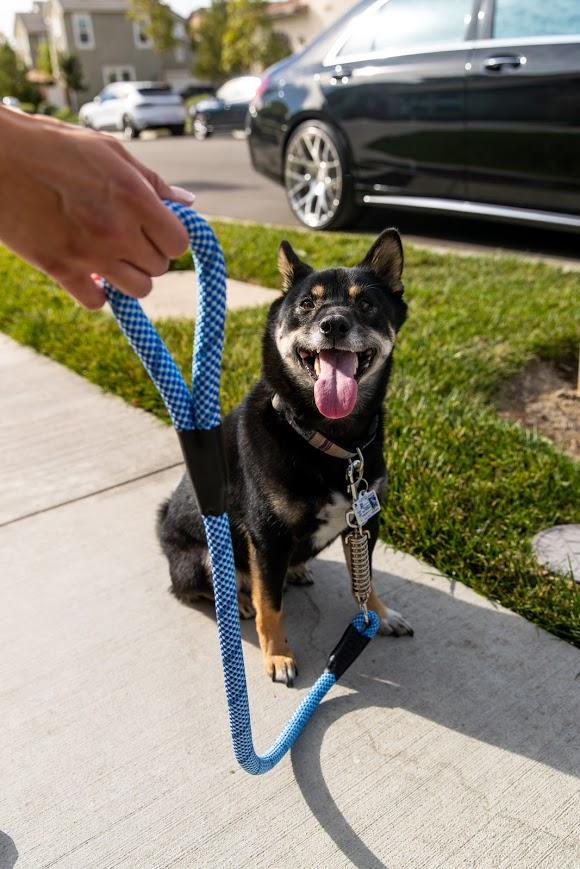 Petique Reflective Leashes with Shock Absorber