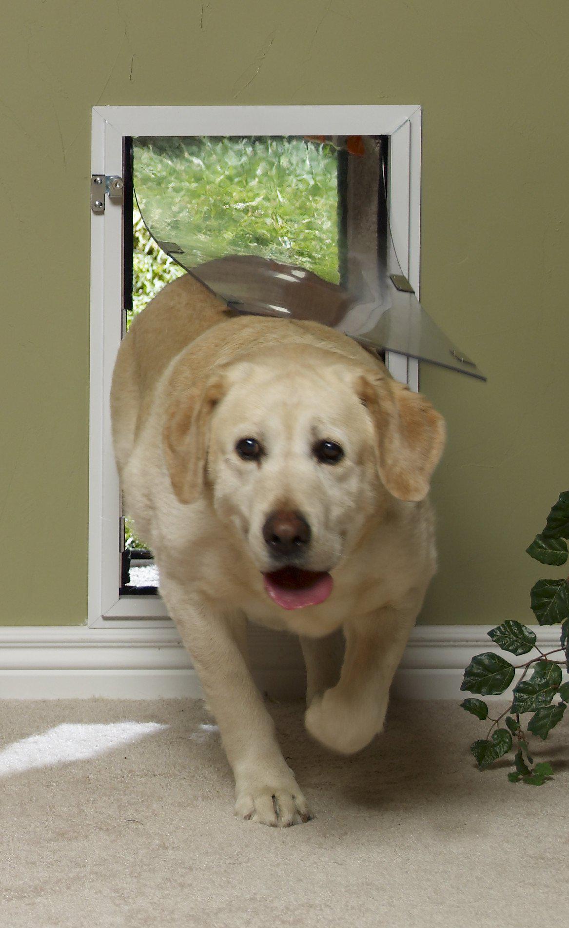 Best dog door outlet for wall mount