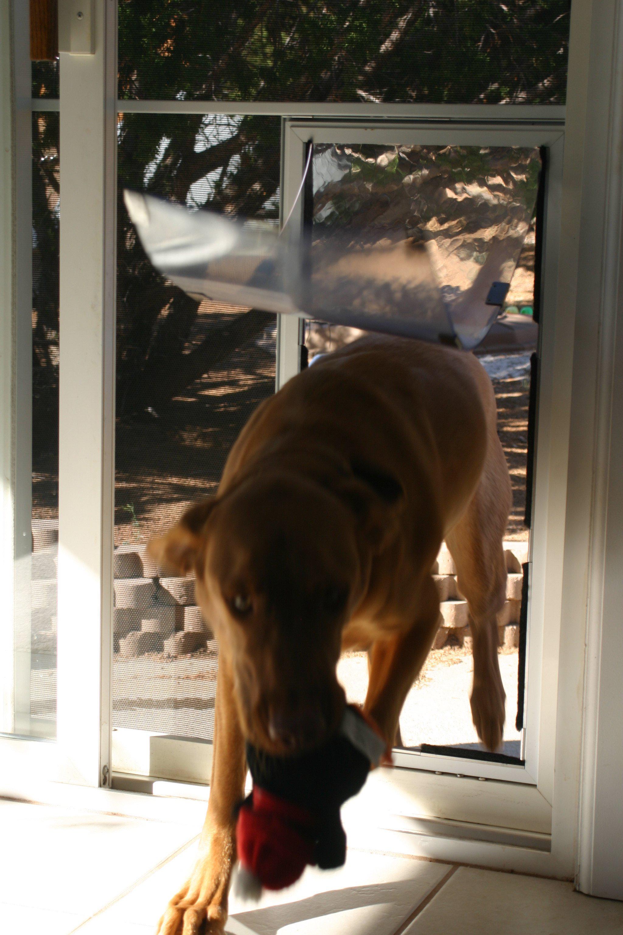 Window mounted cat clearance door