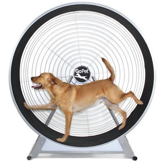 GoPet CS6020 Indoor/Outdoor Treadwheel for Medium and Large Dogs (similar to Treadmill)