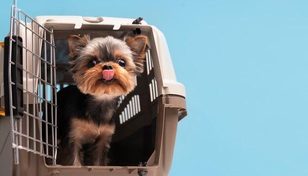 Free photo beautiful pet portrait of small dog with cage