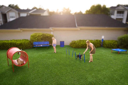 Dog Parks: Great for Everyone, Not Just the Dogs