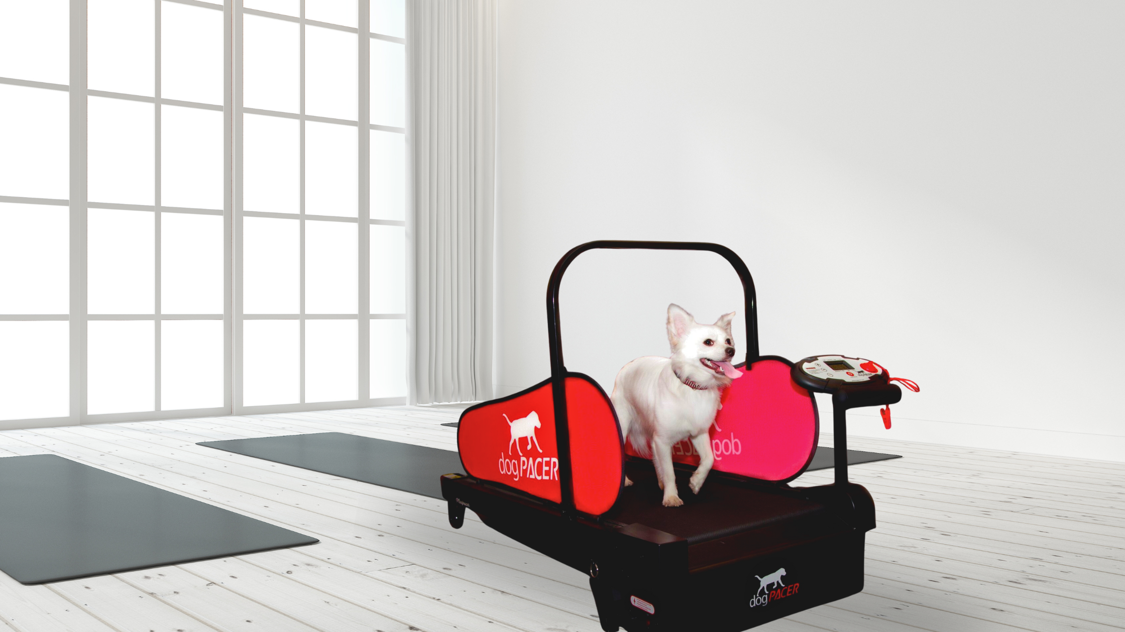 The Science of Pet Treadmills: A Step Towards a Healthier, Happier Pet