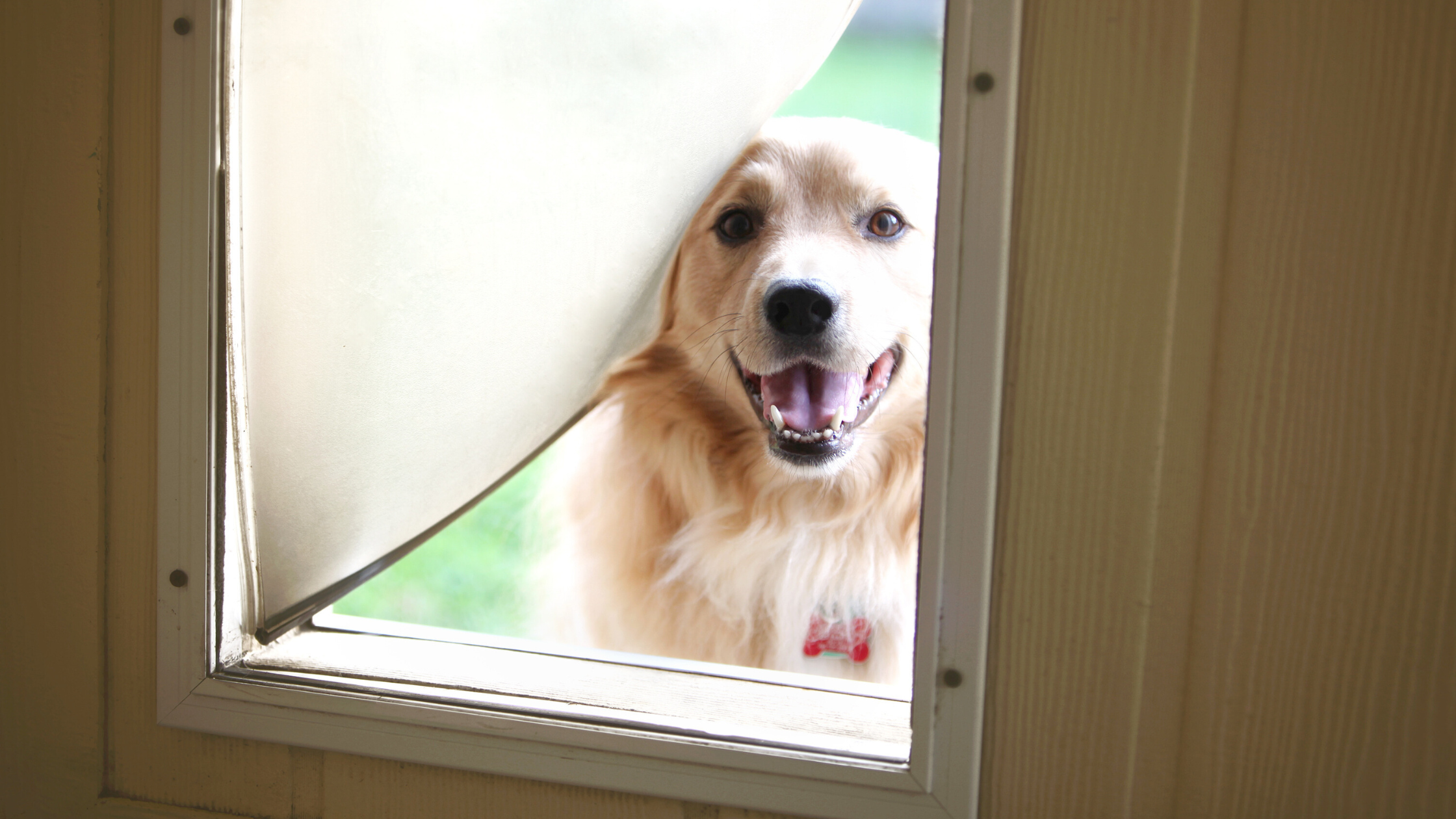 Pet Door Sizing and Measurement Guide