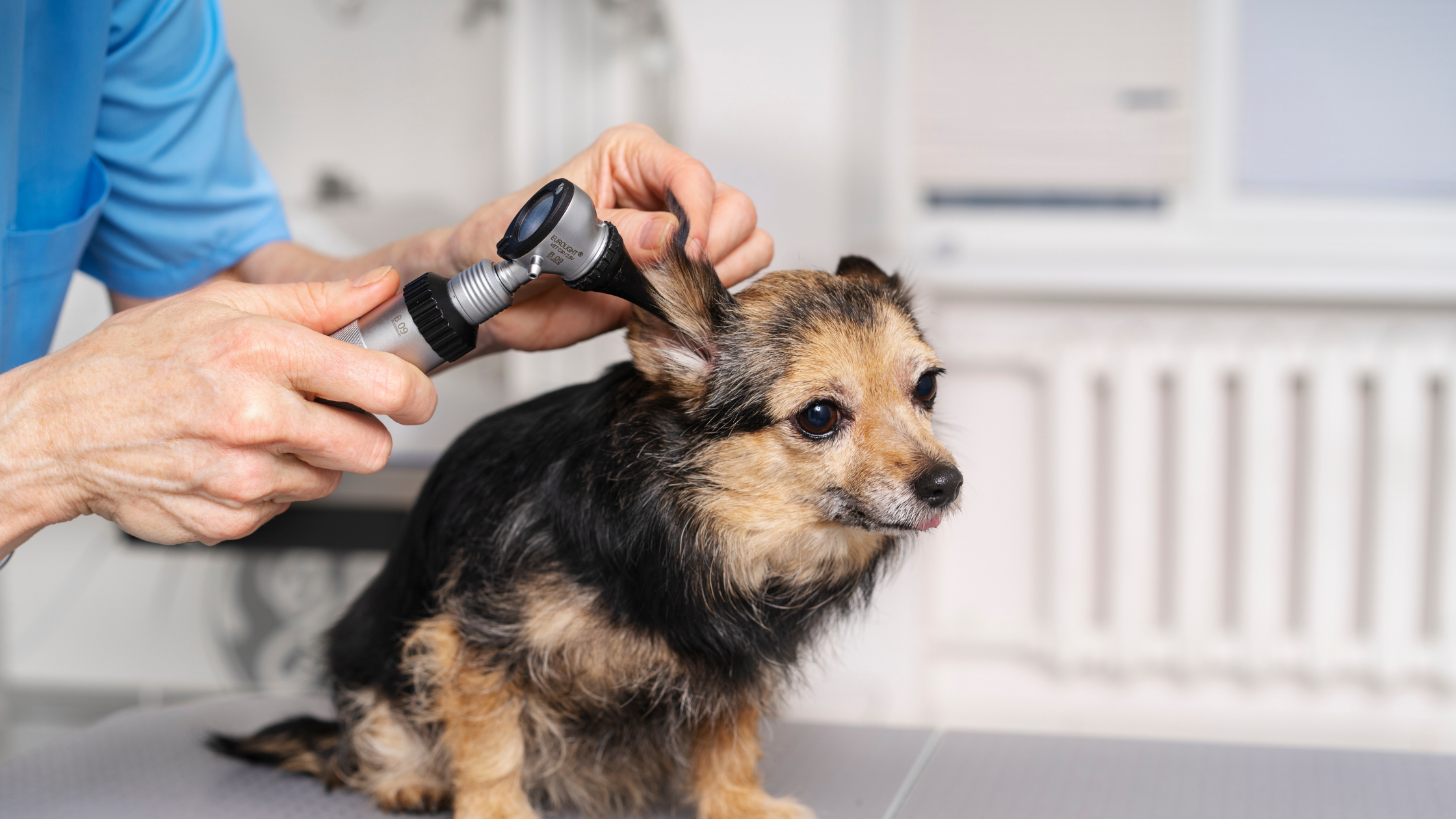 Veterinary Trends 2023: Pioneering Pet Care with Pet Lift Supply
