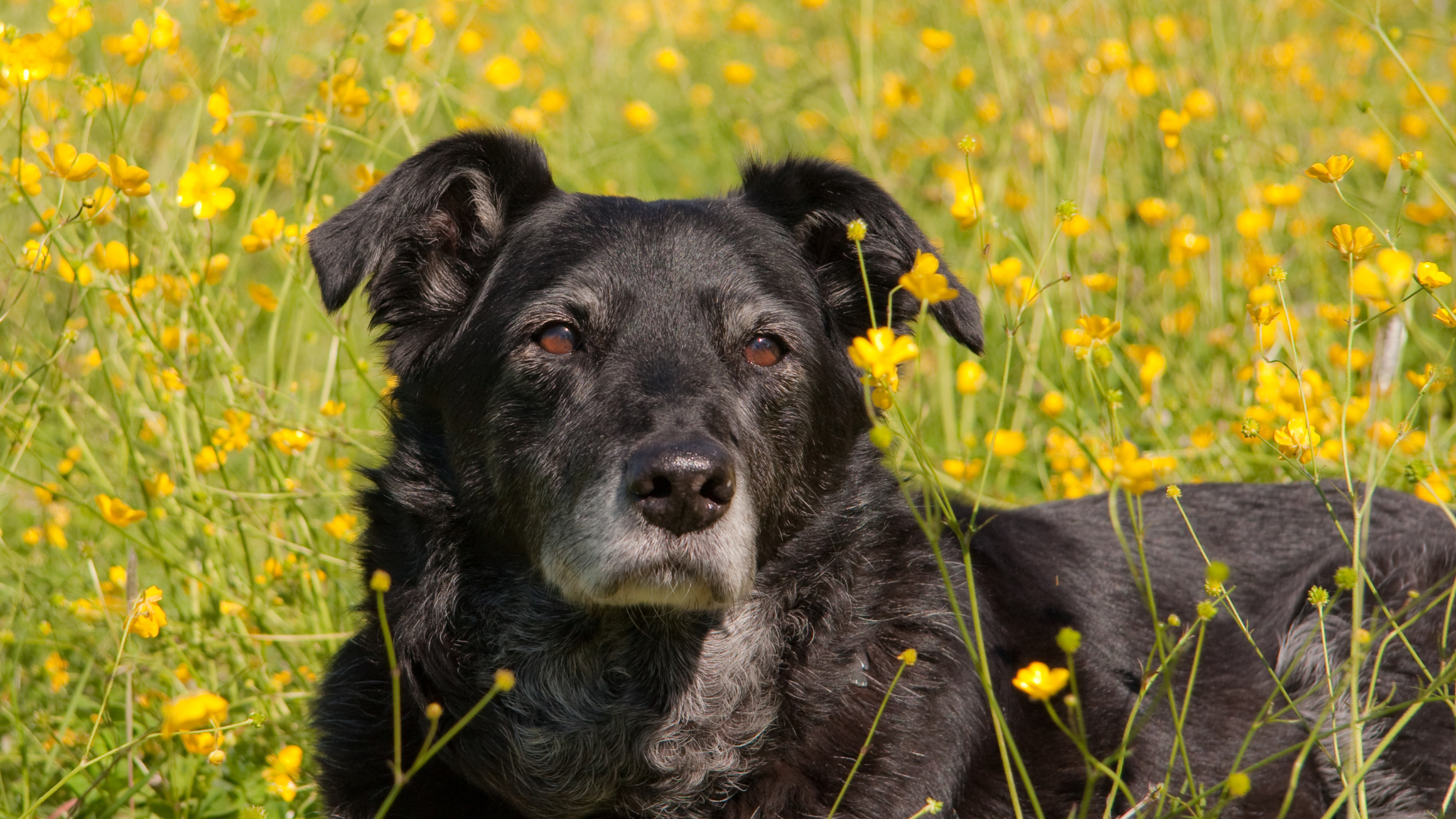 Grooming and Health Tips for Aging Pets
