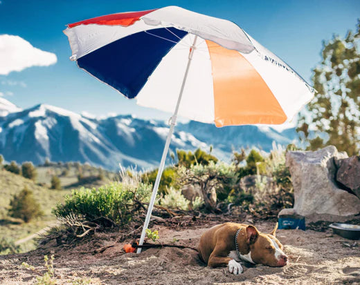 A Complete Guide To Pet Insurance