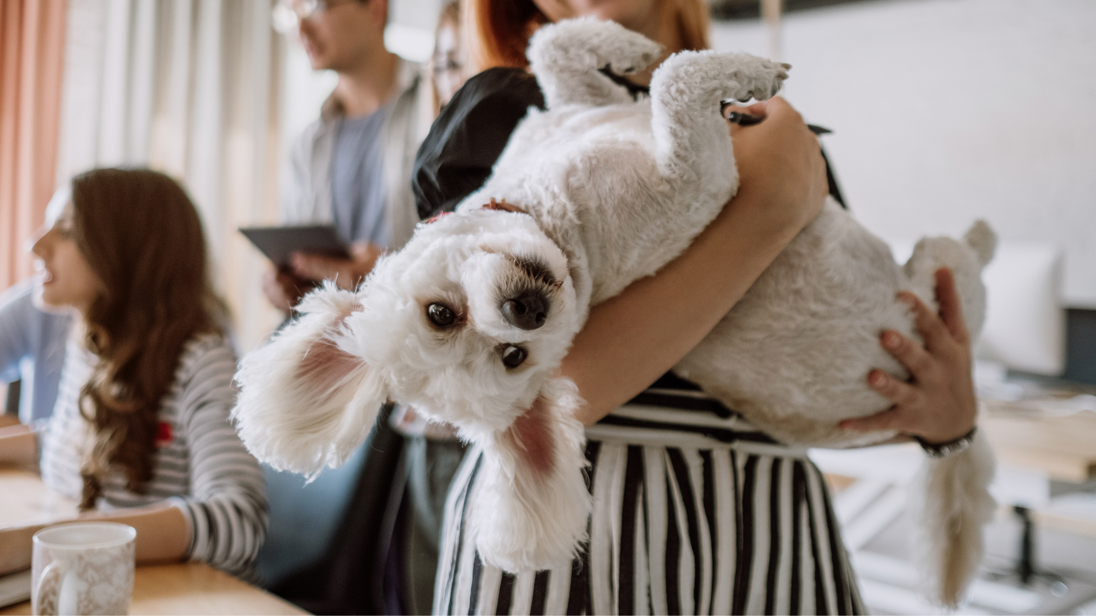 Exploring Eco-Friendly & Sustainable Picks for Your Pet