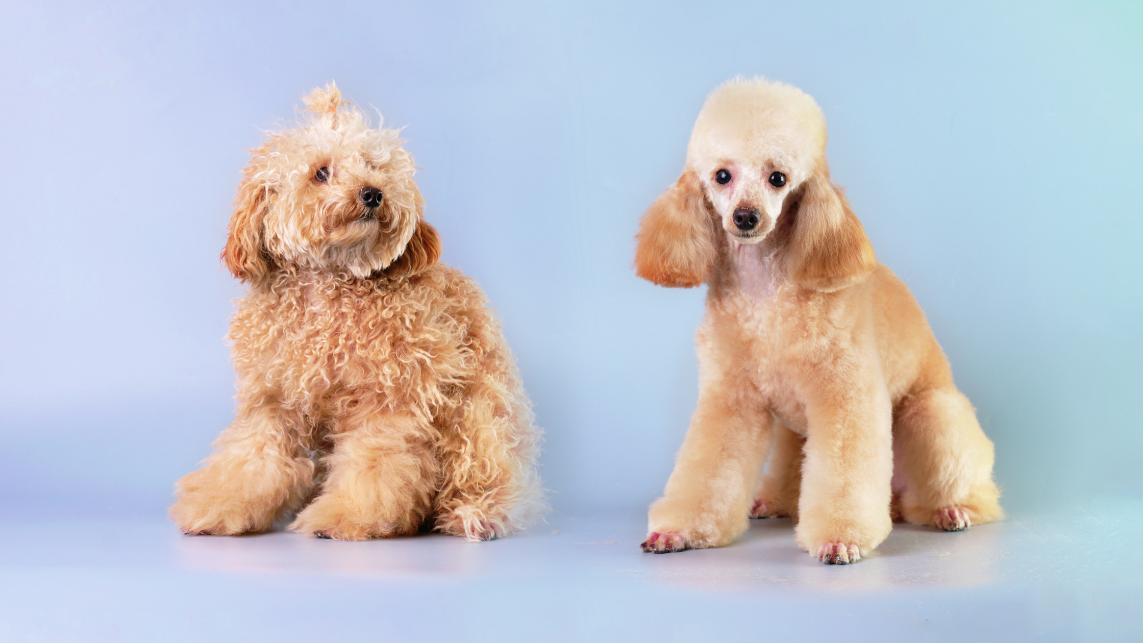 Pet Grooming Challenges and Solutions 2023