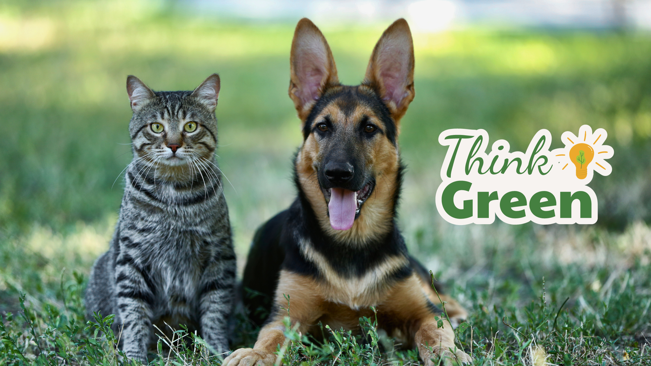 Pawprints for a Purpose: The Rise of Sustainable Pet Products